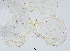 (Conchapelopia sp. 3XL - sun375)  @11 [ ] CreativeCommons - Attribution Non-Commercial Share-Alike (2020) Xiaolong Lin College of Life Sciences, Nankai Unviersity