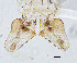  (Ablabesmyia sp. 6XL - sun399)  @11 [ ] CreativeCommons - Attribution Non-Commercial Share-Alike (2020) Xiaolong Lin College of Life Sciences, Nankai Unviersity