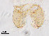  (Procladius sp. 2XL - sun433)  @12 [ ] CreativeCommons - Attribution Non-Commercial Share-Alike (2020) Xiaolong Lin College of Life Sciences, Nankai Unviersity