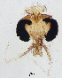  (Ablabesmyia bifurca - sun434)  @11 [ ] CreativeCommons - Attribution Non-Commercial Share-Alike (2020) Xiaolong Lin College of Life Sciences, Nankai Unviersity