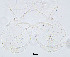  (Thienemannimyia sp. 2XL - sun459)  @11 [ ] CreativeCommons - Attribution Non-Commercial Share-Alike (2020) Xiaolong Lin College of Life Sciences, Nankai Unviersity