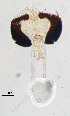  (Thienemannimyia sp. 6XL - sun464)  @11 [ ] CreativeCommons - Attribution Non-Commercial Share-Alike (2020) Xiaolong Lin College of Life Sciences, Nankai Unviersity