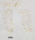  (Zavrelimyia sp. 10XL - sun486)  @11 [ ] CreativeCommons - Attribution Non-Commercial Share-Alike (2020) Xiaolong Lin College of Life Sciences, Nankai Unviersity
