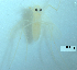  (Conchapelopia okisimilis - sun495)  @11 [ ] Copyright (2016) Bingjiao Sun Nankai University