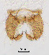  (Procladius sp. 3XL - sun51)  @11 [ ] CreativeCommons - Attribution Non-Commercial Share-Alike (2020) Xiaolong Lin College of Life Sciences, Nankai Unviersity