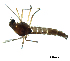 (Procladius sp. 8XL - sun513)  @13 [ ] Copyright (2016) Bingjiao Sun Nankai University