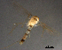  (Thienemannimyia sp. 1XL - sun526)  @11 [ ] Copyright (2016) Bingjiao Sun Nankai University