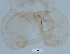  (Conchapelopia sp. 4XL - sun527)  @11 [ ] Copyright (2016) Bingjiao Sun Nankai University