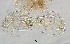  (Ablabesmyia sp. 15XL - sun68)  @11 [ ] CreativeCommons - Attribution Non-Commercial Share-Alike (2020) Xiaolong Lin College of Life Sciences, Nankai Unviersity
