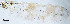  (Ablabesmyia sp. 1XL - sun7)  @11 [ ] CreativeCommons - Attribution Non-Commercial Share-Alike (2020) Xiaolong Lin College of Life Sciences, Nankai Unviersity