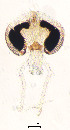  (Rheopelopia sp. 3XL - sun89)  @11 [ ] CreativeCommons - Attribution Non-Commercial Share-Alike (2020) Xiaolong Lin College of Life Sciences, Nankai Unviersity