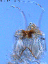  ( - FA2-8)  @11 [ ] CreativeCommons - Attribution Non-Commercial Share-Alike (2016) NTNU University Museum, Department of Natural History NTNU University Museum, Department of Natural History