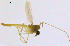  ( - FR13Y11)  @13 [ ] CreativeCommons - Attribution Non-Commercial Share-Alike (2014) NTNU University Museum, Department of Natural History NTNU University Museum, Department of Natural History