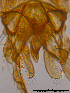  ( - GMM02)  @12 [ ] CreativeCommons - Attribution Non-Commercial Share-Alike (2014) NTNU University Museum, Department of Natural History NTNU University Museum, Department of Natural History
