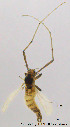  ( - Chir-TJ2)  @11 [ ] CreativeCommons - Attribution Non-Commercial Share-Alike (2014) NTNU University Museum, Department of Natural History NTNU University Museum, Department of Natural History