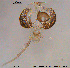  ( - To137)  @12 [ ] CreativeCommons - Attribution Non-Commercial Share-Alike (2015) NTNU University Museum, Department of Natural History NTNU University Museum, Department of Natural History