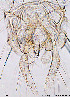  ( - WNSGL17)  @13 [ ] CreativeCommons - Attribution Non-Commercial Share-Alike (2014) NTNU University Museum, Department of Natural History NTNU University Museum, Department of Natural History