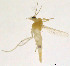  ( - XL14)  @13 [ ] CreativeCommons - Attribution Non-Commercial Share-Alike (2014) NTNU University Museum, Department of Natural History NTNU University Museum, Department of Natural History