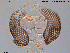  ( - XL395)  @11 [ ] CreativeCommons - Attribution Non-Commercial Share-Alike (2016) NTNU University Museum, Department of Natural History NTNU University Museum, Department of Natural History