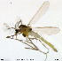  ( - XL88)  @11 [ ] CreativeCommons - Attribution Non-Commercial Share-Alike (2014) NTNU University Museum, Department of Natural History NTNU University Museum, Department of Natural History
