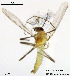  ( - XL98)  @13 [ ] CreativeCommons - Attribution Non-Commercial Share-Alike (2014) NTNU University Museum, Department of Natural History NTNU University Museum, Department of Natural History