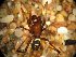  (Steatoda sp - CNP-CEI-0056)  @11 [ ] No Rights Reserved (2014) Fernando Martinez CENPAT
