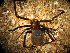 (TheridiidaeFM - CNP-CEI-0090)  @11 [ ] No Rights Reserved (2014) Fernando Martinez CENPAT