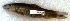  ( - BET22)  @11 [ ] Copyright (2017) PHCDBS PAUL HEBERT CENTRE FOR DNA BARCODING AND BIODIVERSITY STUDIES