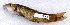  ( - BET48)  @11 [ ] Copyright (2017) PHCDBS PAUL HEBERT CENTRE FOR DNA BARCODING AND BIODIVERSITY STUDIES