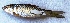  ( - BET9)  @11 [ ] Copyright (2017) PHCDBS PAUL HEBERT CENTRE FOR DNA BARCODING AND BIODIVERSITY STUDIES
