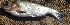 ( - MOH76)  @11 [ ] Copyright (2017) PHCDBS PAUL HEBERT CENTRE FOR DNA BARCODING AND BIODIVERSITY STUDIES