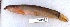  ( - MOH95)  @11 [ ] Copyright (2017) PHCDBS PAUL HEBERT CENTRE FOR DNA BARCODING AND BIODIVERSITY STUDIES