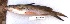  ( - MOH96)  @11 [ ] Copyright (2017) PHCDBS PAUL HEBERT CENTRE FOR DNA BARCODING AND BIODIVERSITY STUDIES