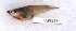  ( - MOH126)  @11 [ ] Copyright (2017) PHCDBS PAUL HEBERT CENTRE FOR DNA BARCODING AND BIODIVERSITY STUDIES