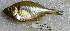  ( - TPBH 248)  @11 [ ] Copyright (2017) PHCDBS PAUL HEBERT CENTRE FOR DNA BARCODING AND BIODIVERSITY STUDIES