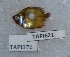  ( - TPLAK 621)  @11 [ ] Copyright (2017) PHCDBS PAUL HEBERT CENTRE FOR DNA BARCODING AND BIODIVERSITY STUDIES