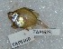  ( - TPLAK 623)  @11 [ ] Copyright (2017) PHCDBS PAUL HEBERT CENTRE FOR DNA BARCODING AND BIODIVERSITY STUDIES
