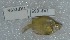  ( - TPLAK 665)  @11 [ ] Copyright (2017) PHCDBS PAUL HEBERT CENTRE FOR DNA BARCODING AND BIODIVERSITY STUDIES