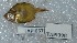  ( - TPLAK 667)  @11 [ ] Copyright (2017) PHCDBS PAUL HEBERT CENTRE FOR DNA BARCODING AND BIODIVERSITY STUDIES