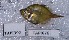  ( - TPLAK 676)  @11 [ ] Copyright (2017) PHCDBS PAUL HEBERT CENTRE FOR DNA BARCODING AND BIODIVERSITY STUDIES