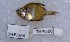  ( - TPLAK 690)  @11 [ ] Copyright (2017) PHCDBS PAUL HEBERT CENTRE FOR DNA BARCODING AND BIODIVERSITY STUDIES
