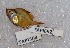  ( - TPLAK 692)  @11 [ ] Copyright (2017) PHCDBS PAUL HEBERT CENTRE FOR DNA BARCODING AND BIODIVERSITY STUDIES