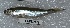  ( - TPMU 197)  @11 [ ] Copyright (2017) PHCDBS PAUL HEBERT CENTRE FOR DNA BARCODING AND BIODIVERSITY STUDIES