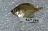  ( - TPMU 198)  @11 [ ] Copyright (2017) PHCDBS PAUL HEBERT CENTRE FOR DNA BARCODING AND BIODIVERSITY STUDIES