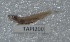  ( - TPMU 200)  @11 [ ] Copyright (2017) PHCDBS PAUL HEBERT CENTRE FOR DNA BARCODING AND BIODIVERSITY STUDIES