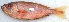  ( - TPRAN 362)  @11 [ ] Copyright (2017) PHCDBS PAUL HEBERT CENTRE FOR DNA BARCODING AND BIODIVERSITY STUDIES