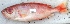  ( - TPRAN 363)  @11 [ ] Copyright (2017) PHCDBS PAUL HEBERT CENTRE FOR DNA BARCODING AND BIODIVERSITY STUDIES