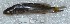  ( - TPRAN 746)  @11 [ ] Copyright (2017) PHCDBS PAUL HEBERT CENTRE FOR DNA BARCODING AND BIODIVERSITY STUDIES