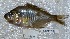  ( - TPRAN 748)  @11 [ ] Copyright (2017) PHCDBS PAUL HEBERT CENTRE FOR DNA BARCODING AND BIODIVERSITY STUDIES