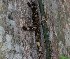  ( - BM-1036WK-E06)  @11 [ ] Copyright (2016) Jan Pilipp Samadi Max Planck Institute for Evolutionary Biology